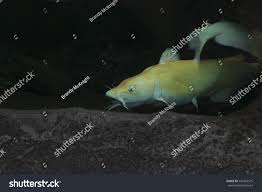 Image result for Ictalurus furcatus