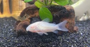 Image result for fish corydoras