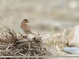 Image result for Emberiza pusilla