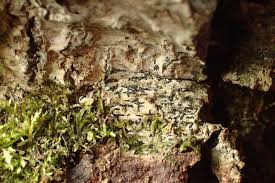 Attēlu rezultāti vaicājumam “Alyxoria varia”