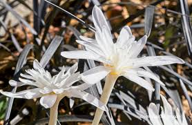 Attēlu rezultāti vaicājumam “Colchicaceae”