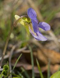 Attēlu rezultāti vaicājumam “Viola mirabilis”