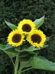 Image result for Helianthus annuus