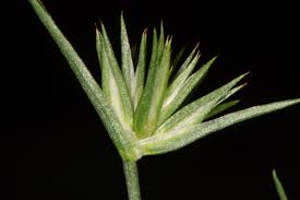 Attēlu rezultāti vaicājumam “Juncus capitatus”