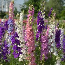 Image result for Delphinium
