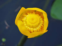 Attēlu rezultāti vaicājumam “Nuphar lutea flower”