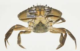Image result for Carcinus maenas