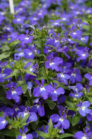 Attēlu rezultāti vaicājumam “Lobelia erinus”