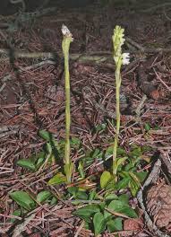 Attēlu rezultāti vaicājumam “Goodyera repens flower”