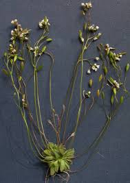 Attēlu rezultāti vaicājumam “Erophila verna leaf”