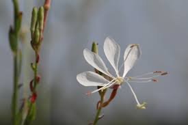 Attēlu rezultāti vaicājumam “Oenothera rubricauli flower”