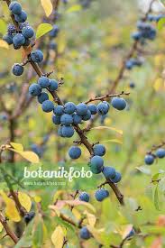 Attēlu rezultāti vaicājumam “Prunus spinosa”