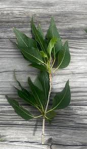 Attēlu rezultāti vaicājumam “Populus x gileadensis leaf”