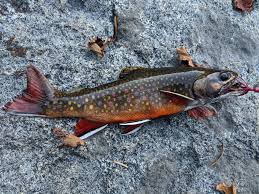 Image result for Salvelinus fontinalis