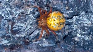 Attēlu rezultāti vaicājumam “Araneus marmoreus”