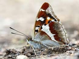 Attēlu rezultāti vaicājumam “Apatura iris female”