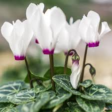 Image result for Cyclamen persicum