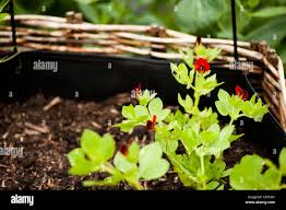 Image result for Lotus tetragonolobus