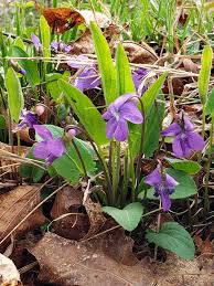 Attēlu rezultāti vaicājumam “Viola uliginosa leaf”