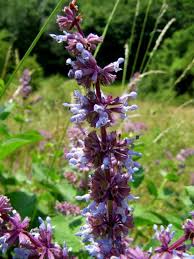 Attēlu rezultāti vaicājumam “Salvia verticillata leaf”