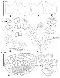 Attēlu rezultāti vaicājumam “Harpanthus scutatus”
