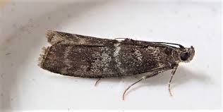 Attēlu rezultāti vaicājumam “Ortholepis betulae”