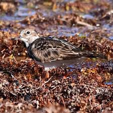 Attēlu rezultāti vaicājumam “Arenaria interpres adult”