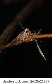 Attēlu rezultāti vaicājumam “Agriopis leucophaearia”