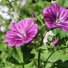 Image result for Malva sylvestris var. mauritiana
