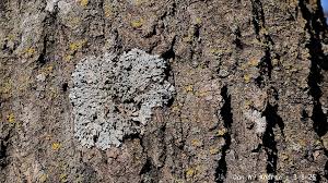 Attēlu rezultāti vaicājumam “Trichia alpina sessile”