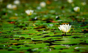 Attēlu rezultāti vaicājumam “Nymphaeaceae”