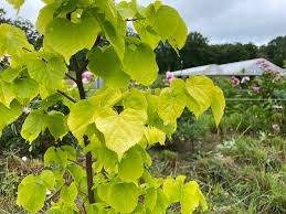 Attēlu rezultāti vaicājumam “Tilia cordata”