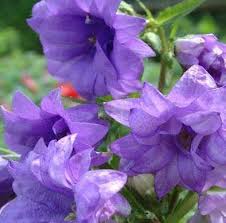Attēlu rezultāti vaicājumam “Campanula trachelium flower”