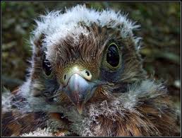 Attēlu rezultāti vaicājumam “Falco tinnunculus”