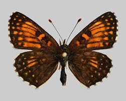 Attēlu rezultāti vaicājumam “Melitaea diamina”