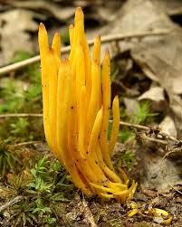 Attēlu rezultāti vaicājumam “Clavulinopsis cinerioides”