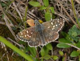 Attēlu rezultāti vaicājumam “Pyrgus alveus upperside”