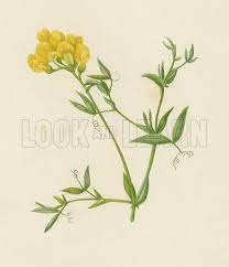 Attēlu rezultāti vaicājumam “Lathyrus pratensis flower”