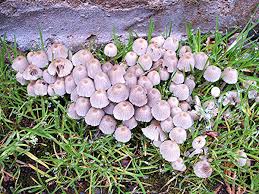 Attēlu rezultāti vaicājumam “Coprinus disseminatus”