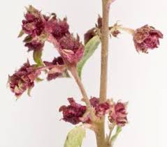 Attēlu rezultāti vaicājumam “Haloragaceae”