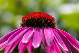 Attēlu rezultāti vaicājumam “Echinacea purpurea bud”