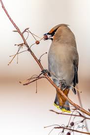 Attēlu rezultāti vaicājumam “Bombycilla garrulus adult”