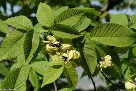 Attēlu rezultāti vaicājumam “Ulmus minor”