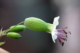 Attēlu rezultāti vaicājumam “Silene vulgaris bud”