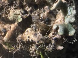 Attēlu rezultāti vaicājumam “Arthonia byssacea”