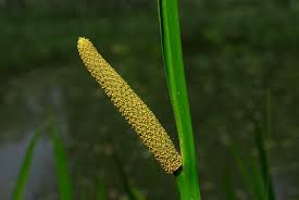 Image result for Acorus calamus