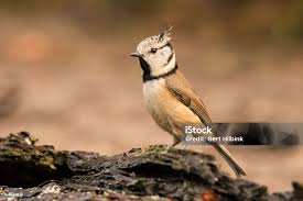 Attēlu rezultāti vaicājumam “Lophophanes cristatus”