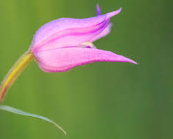 Attēlu rezultāti vaicājumam “Cephalanthera rubra bud”