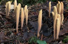 Attēlu rezultāti vaicājumam “Clavariadelphus ligula”