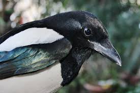 Attēlu rezultāti vaicājumam “Pica pica adult”